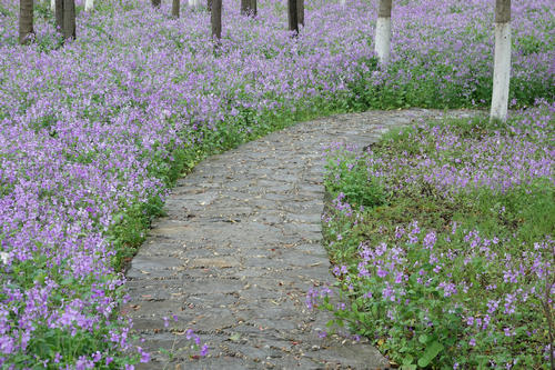 【花情預(yù)報(bào)】二月蘭迎來全面盛花期    濕地公園美成綠野仙蹤
