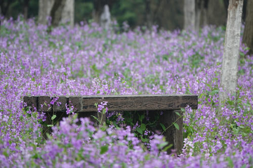 【花情預(yù)報(bào)】二月蘭迎來全面盛花期    濕地公園美成綠野仙蹤