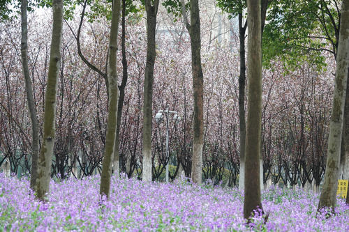 【花情預(yù)報(bào)】二月蘭迎來全面盛花期    濕地公園美成綠野仙蹤