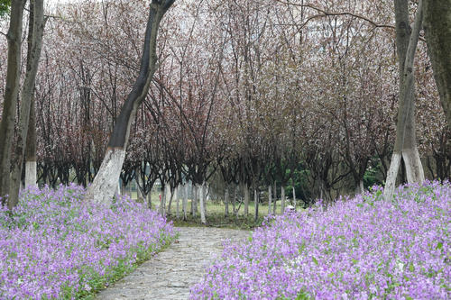 【花情預(yù)報(bào)】二月蘭迎來全面盛花期    濕地公園美成綠野仙蹤
