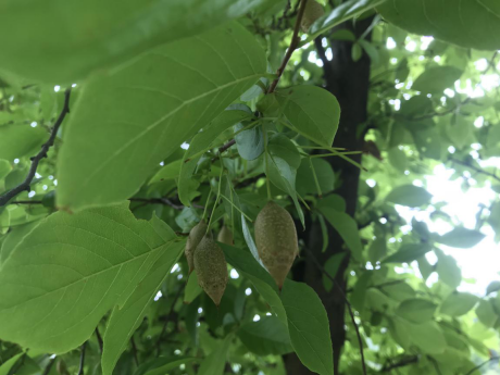 我館組織參觀中山植物園活動