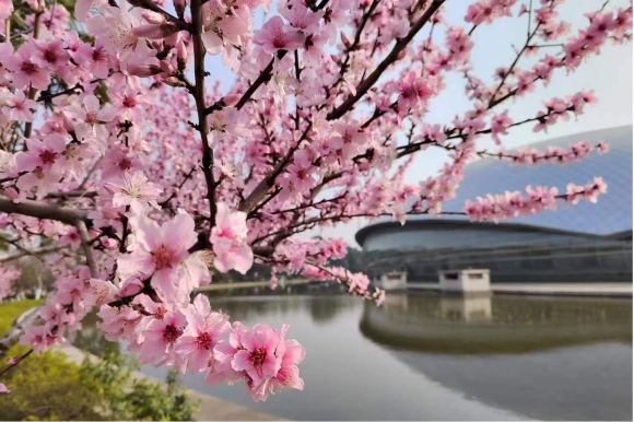 南京科技館在春天綻放，植物花卉裝點美麗園區(qū)